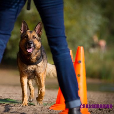 Ein Hund läuft auf eine Person die vor ihm steht zu. An der Seite muss es Pylonen passieren.